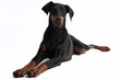 Freundlicher Dobermann