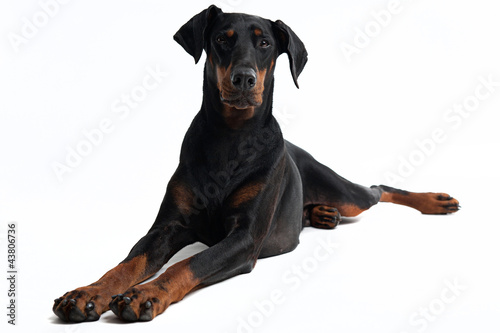 Photo: Freundlicher Dobermann Freundlicher Dobermann