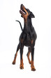 Stehender Dobermann