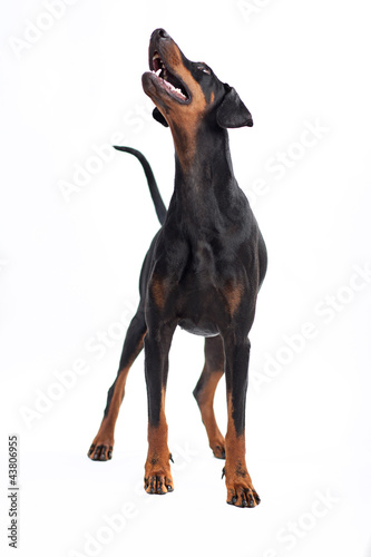Photo: Stehender Dobermann Stehender Dobermann