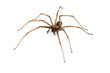Foto: Hausspinne Hausspinne