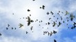 animated transition flying flock of pigeons with isolate alpha