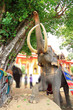 Elephant Show