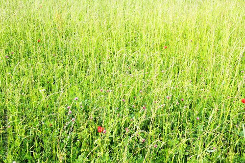 Photo: Feld mit Mohnblumen Feld mit Mohnblumen