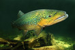 Underwater photo of The Brown Trout (Salmo Trutta).