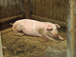 Schwein