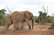 Afrikanischer Elefant