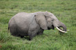 Elefant im Sumpf Amboseli
