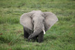 Elefant im Sumpf Amboseli