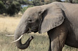 afrikanischer Elefant