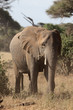 Elefant in Kenia