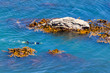 Snorkeller in ocean between rocks and bull kelp