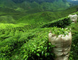 green tea plantation landscape