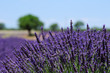Lavender field. The plateau of Valensole in Provence
