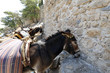 Sheltering donkey's