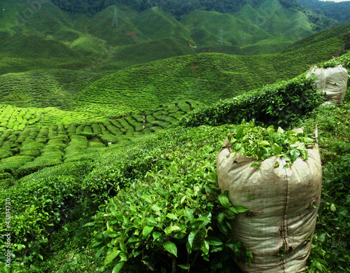 Photo: green tea plantation landscape green tea plantation landscape