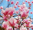 spring magnolia tree flowers
