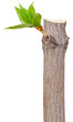 Dry branch with leaf buds