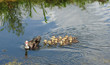 Mother and cute baby ducks in lake