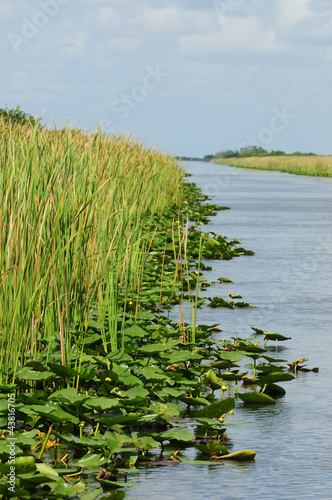 Photo: Scenic view of lily pads Scenic view of lily pads