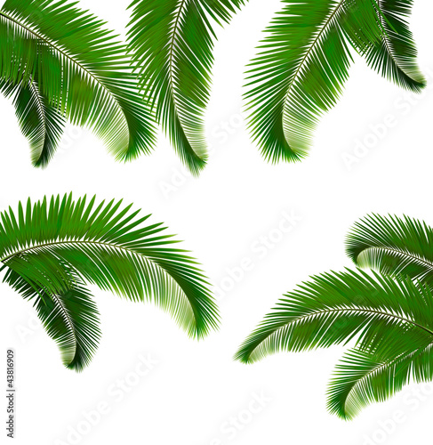 Vector: Set of palm leaves on white background Vector illustration Set of palm leaves on white background Vector illustration