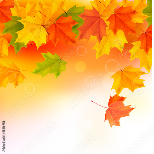 Vector: Autumn background with leaves. Back to school Autumn background with leaves. Back to school