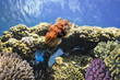 Cuttlefish(Sepiida)