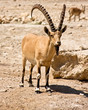 Ibex