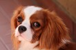 Cavalier King Spaniel.