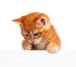 Red kitten