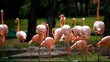 American Flamingo in group, green nature background.