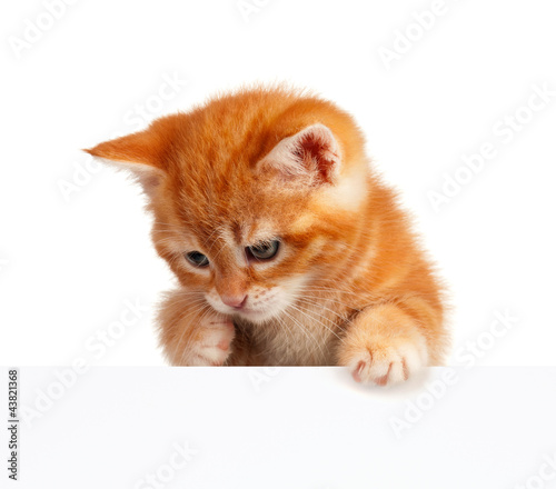 Photo: Red kitten Red kitten