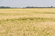 Weizenfeld