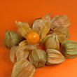 Physalis