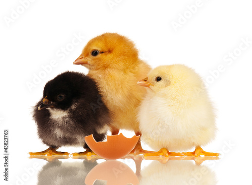 Photo: Little chickens Little chickens
