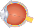Eyeball cross section (Augapfel Querschnitt)