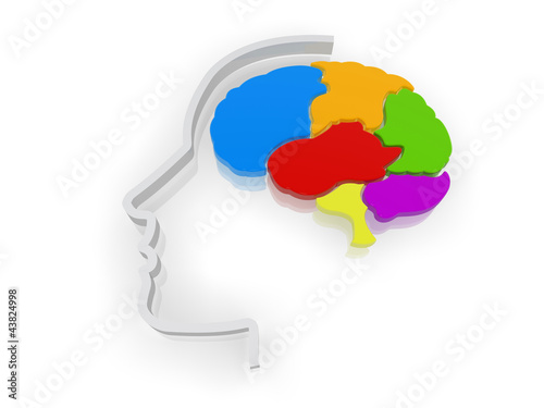 Illustration: Regions of the Human Brain Regions of the Human Brain