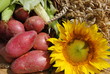 red organic potatoes