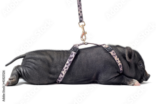 Photo: liitle piggy liitle piggy