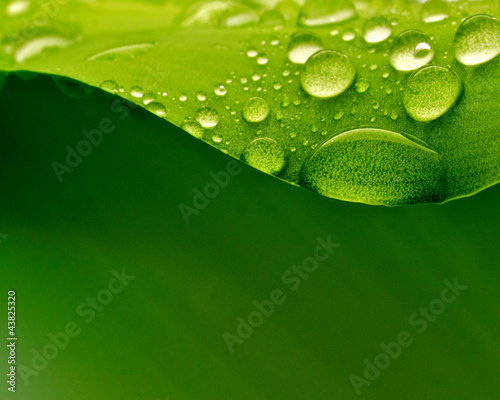 Photo: Plant Plant