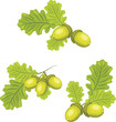 Oak branches with acorns