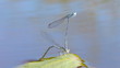 Macro shot of mating dragonflies