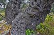 Foto: grèce; cyclades, naxos : olivier grèce; cyclades, naxos : olivier