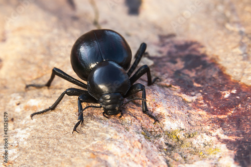 Photo: Beetle Beetle