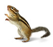 Photo: Chipmunk isolated on white Chipmunk isolated on white