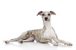 Whippet on white background