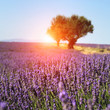 Lavender field in Provence, France