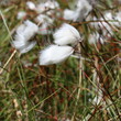 Sur l'Alpe: Linaigrette.