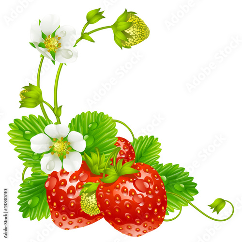 Vector: Vector strawberry frame isolated on background Vector strawberry frame isolated on background
