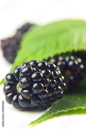 Foto: blackberry on a white background blackberry on a white background